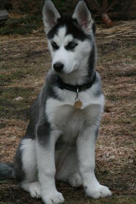 Kaya-1