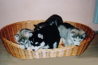 huskiesklein1