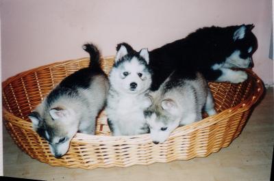 huskiesklein2