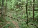 Wald