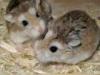 hamster2