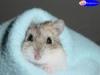 hamster