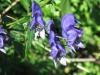 Aconitum-napale