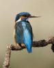 Eisvogel