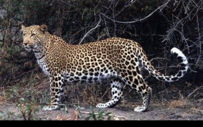 Leopard