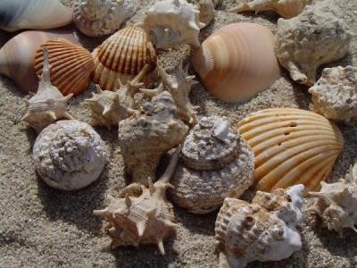 Muscheln-Schnecken