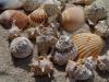 Muscheln-Schnecken