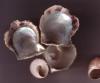 Untitled-Scanned-07Muscheln-Small-