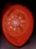 Untitled-Scanned-10Haube-orange-Small-
