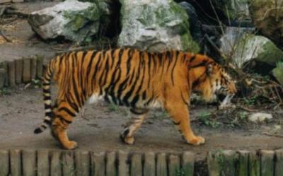 tiger1