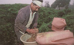 Kaffee Chiapas Kaffee Chiapas