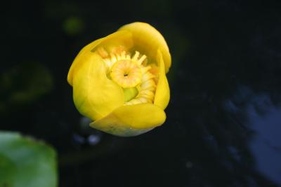 Paddeln-im-Spreewald_05-07-2009-066