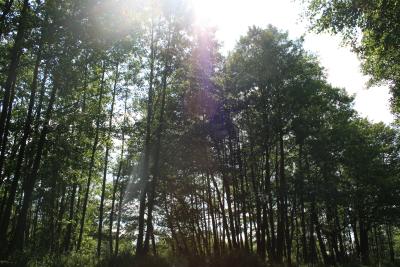 Paddeln-im-Spreewald_05-07-2009-090