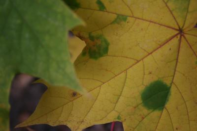 bilder-kamera-13102008-019