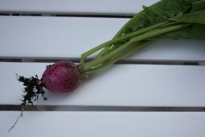 in-Berlin-und-anderswo_07-2009-102