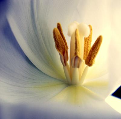 tulpenzauber_by-hui-buh