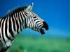 zebra1