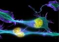 neuronal