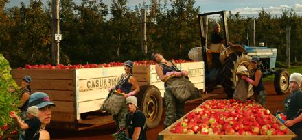 Apfelernte-in-Munjimup