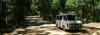 Auto-im-Wald