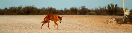 Dingo