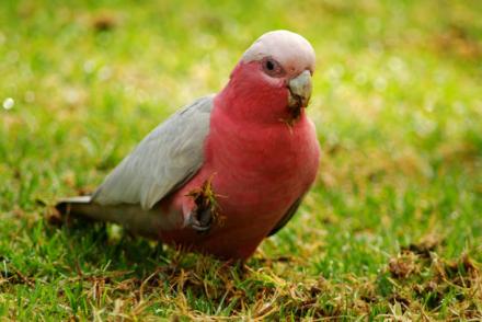 Gallah