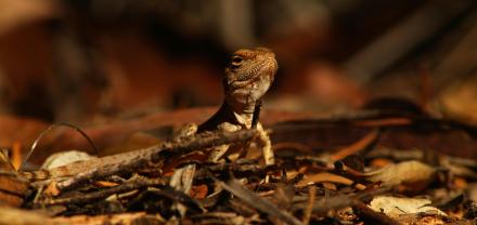 Gekko