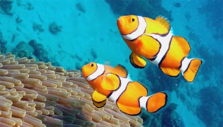 Nemo