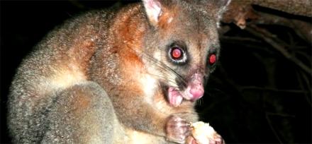 Possum