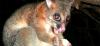 Possum