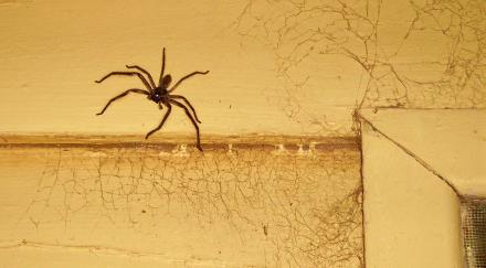 Spinne-an-Holzwand