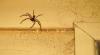 Spinne-an-Holzwand