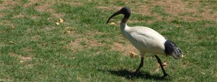 Vogel