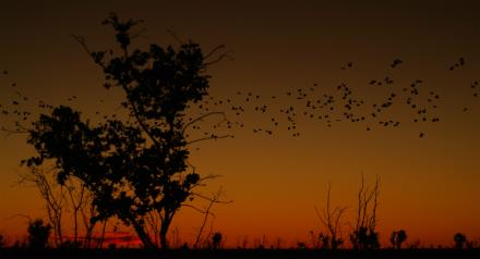 Vogelschwarm-vor-Sonnenuntergang
