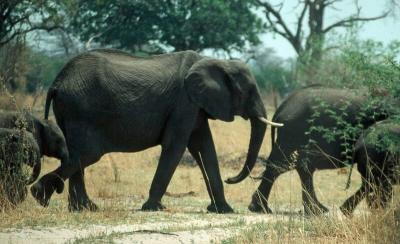 elefant1g
