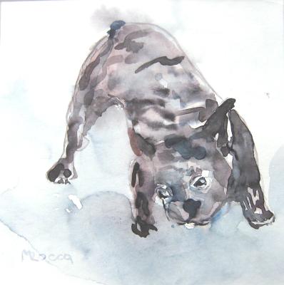 franz. bulldogge