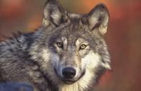 wolf_ap_100810_726