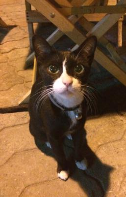 catubon