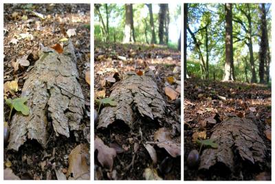 Collage_Herbstspaziergang1