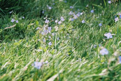 wiesenblau