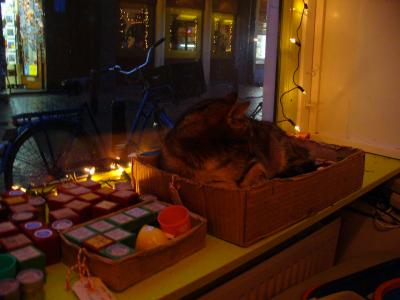 katze