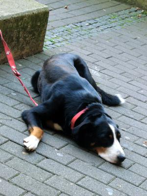 seit-tagen-kein-wunder1