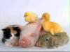 tiere