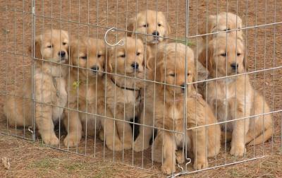 golden-20retriever-20puppies-20pen