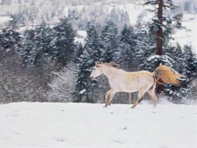 graceful-snow-horse