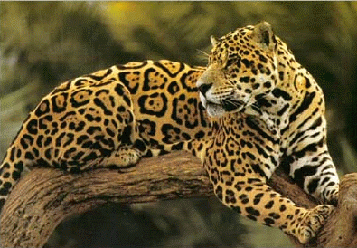 jaguar