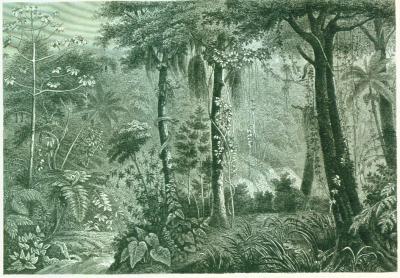 mu-20brasilien-20urwald-20-20002