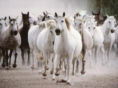 white-horses