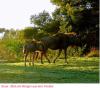 Gnu ( Wildebeest)