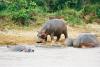 Hippos in St Lucia